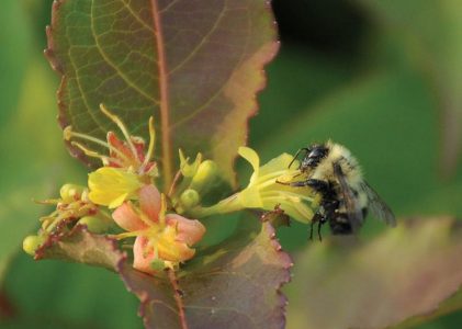 Plant for Pollinators