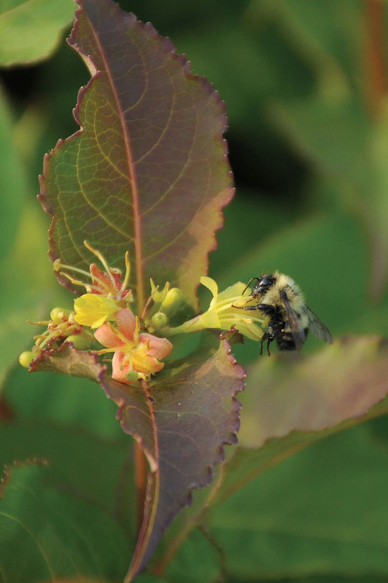 Plant for Pollinators