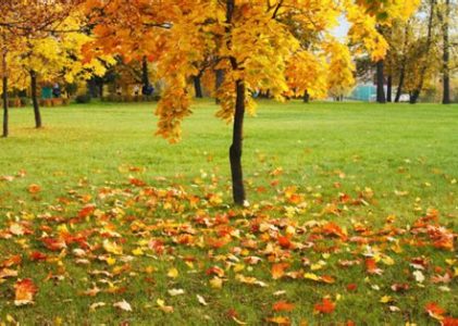What About The Leaves?