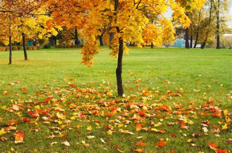 What About The Leaves?